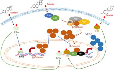 Endometriosis-Associated Angiogenesis and Anti-angiogenic Therapy for Endometriosis